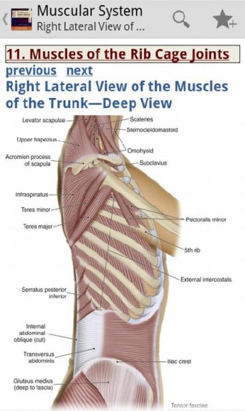 The Muscular System Manual