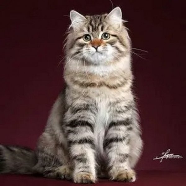 Сибирская кошка