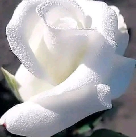file_95715451