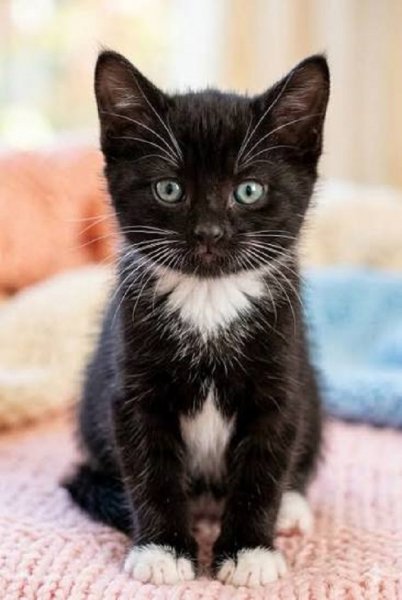 Котёнок...