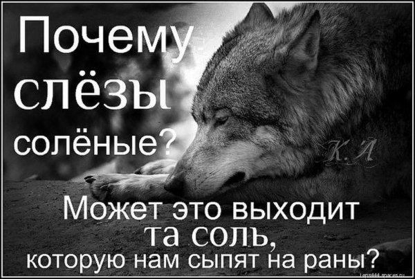 Волк