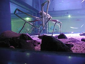 px-Spider crab at the Kaiyukan in Osaka, Japan
