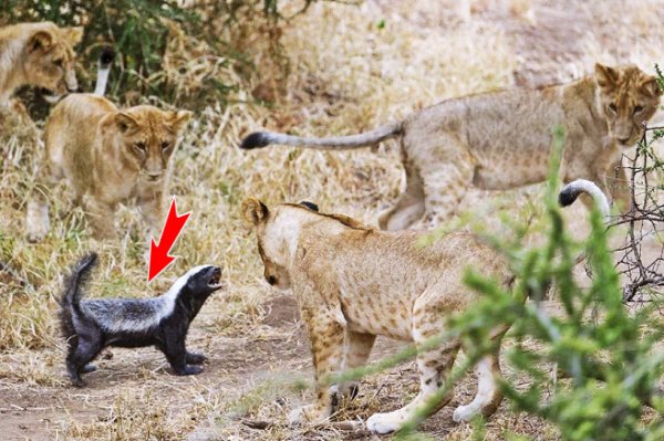 МЕДОЕД