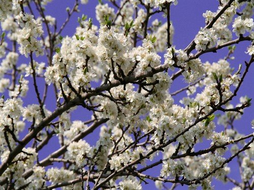 file_86463325