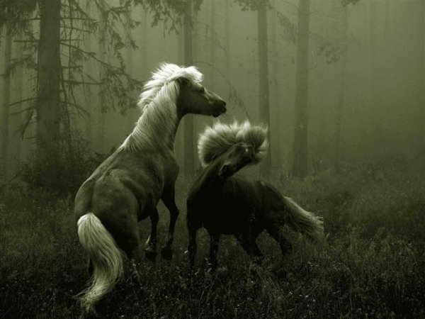 Hors 11