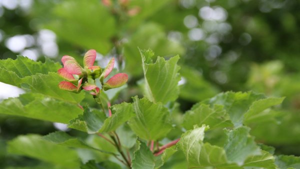 file_80684926