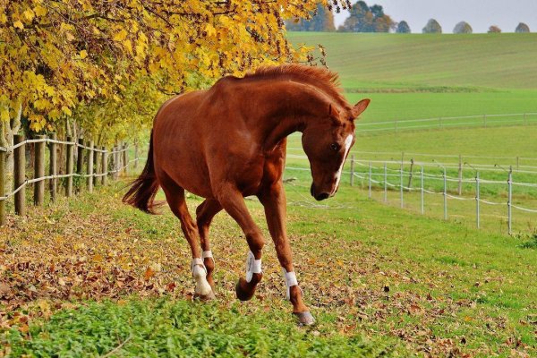 Animals 4