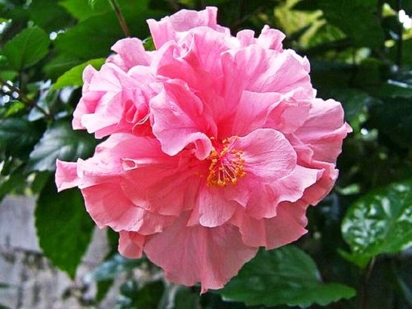 Гибискус Дабл Пинк (Double Pink)