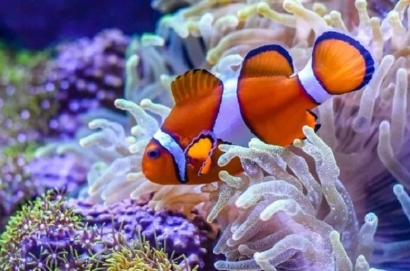 Рыба клоун (18)