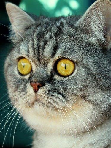 Котик