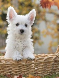 file_59427630
