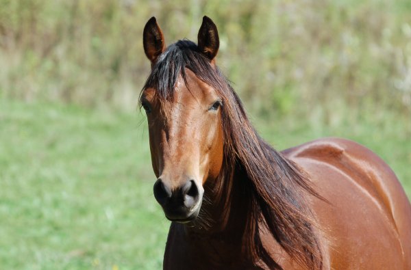 animals-horse-29087