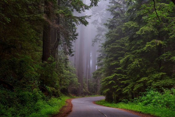 redwood-national-park-california-hdr-landscape-163585
