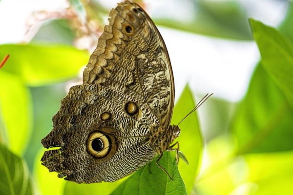 Butterflies 20