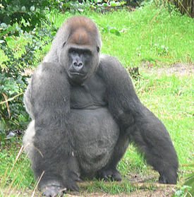 px-Male silverback Gorilla