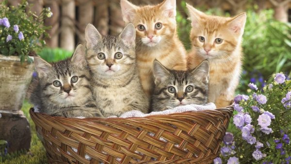 Котята..