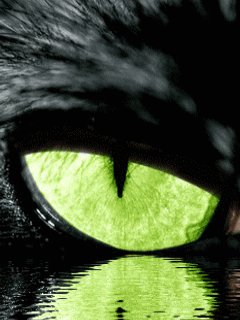 Animal eye