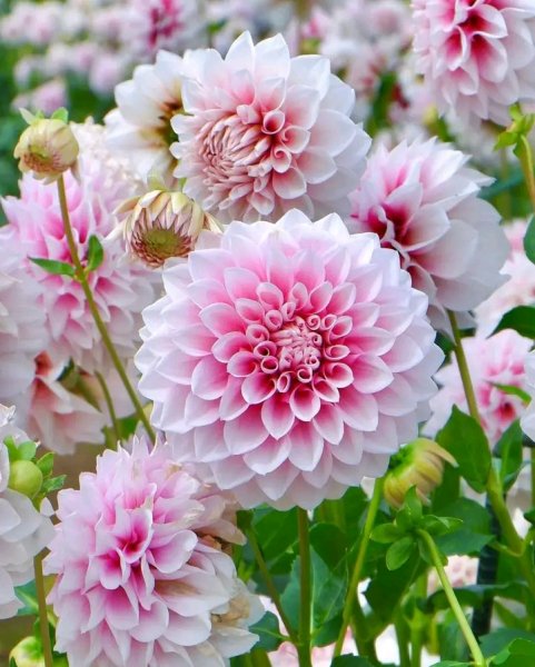 file_96323313