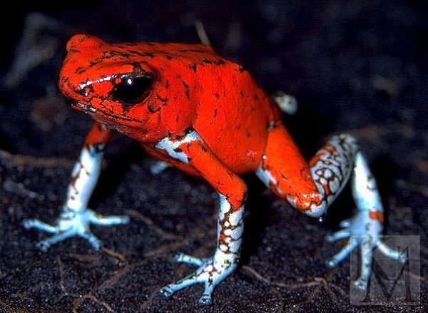 Древолаз Oophaga