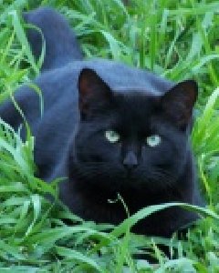 КОШМАРИК