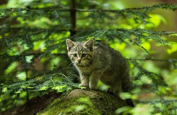 Кот в лесу