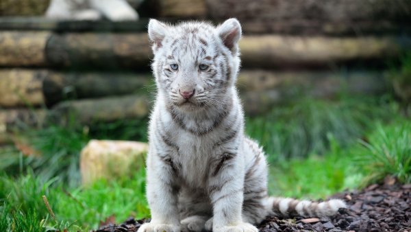 belyy-tigr-tigrenok-kotenok-4744