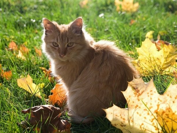 Кот и осенние листья (23)