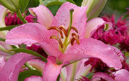 file_86457742