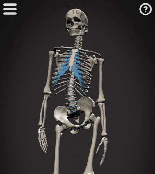 Skelly: Poseable Anatomy Model 2.02
