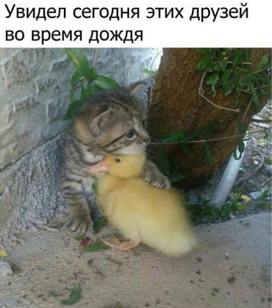 Дружба