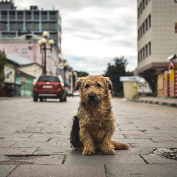 В Городской Суете