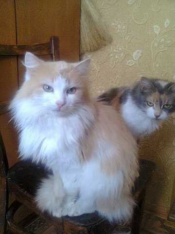 Мои (3)