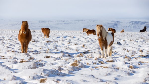 IcelandHorses ROW2117741012 UHD