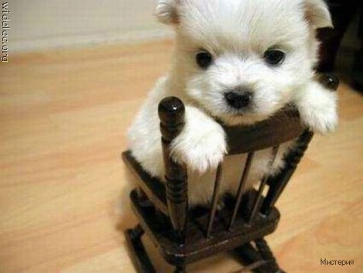 cute puppies 27