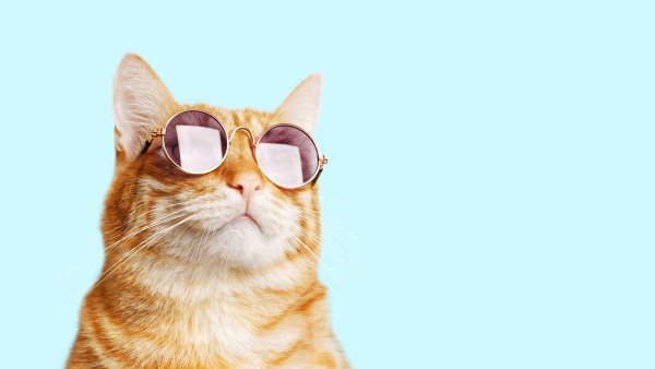 Shutterstock 1563541219