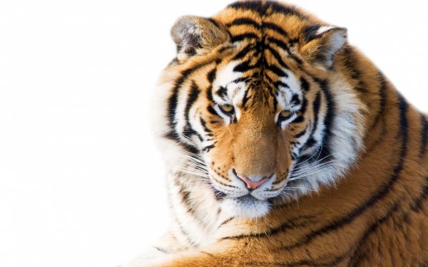 Ussuri-tiger-siberian-tiger
