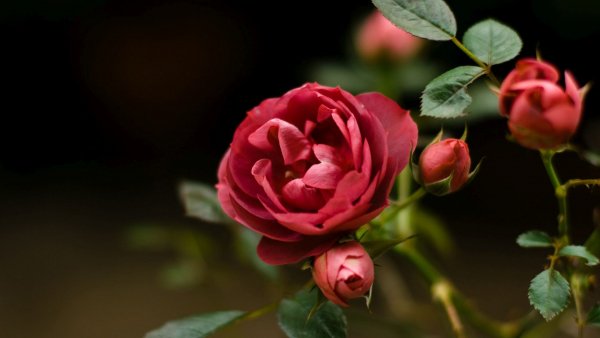 file_81397371