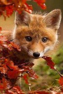 tcfn1tVekMM