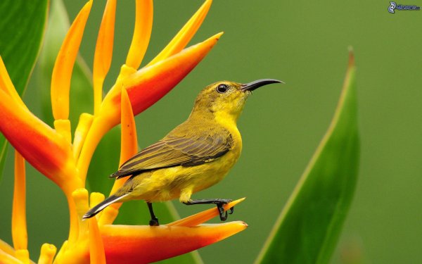 colorful-bird-pictures-download