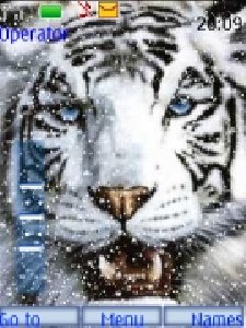 winter-tiger