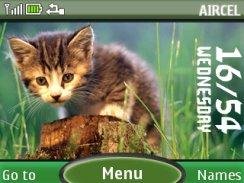 cat3