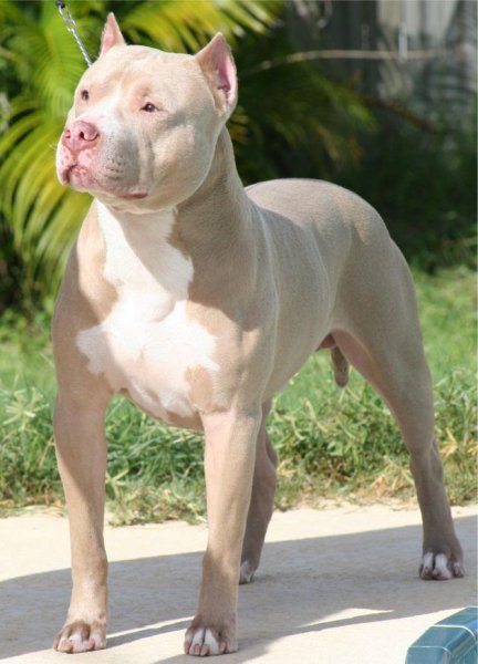 pitbull