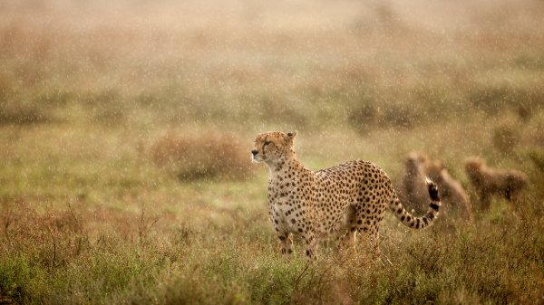 CheetahRain ROW7813238855 UHD