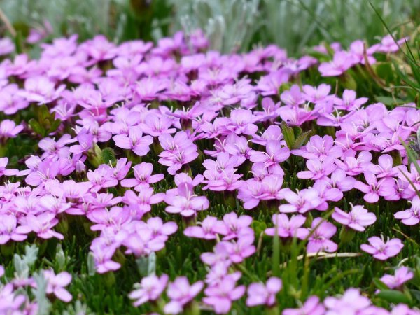 primula-catchfly