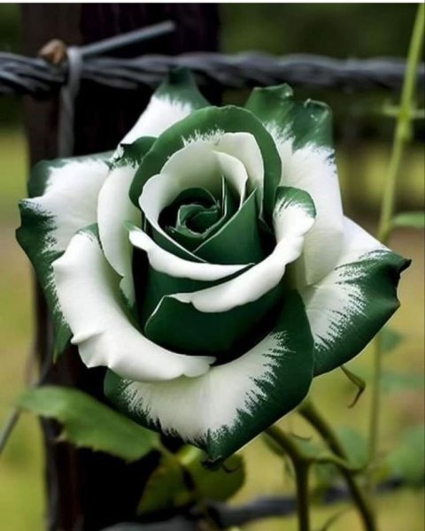 F07e6191fbb1d4c3e8f4d211c7bd4a77