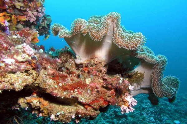 Reef 3