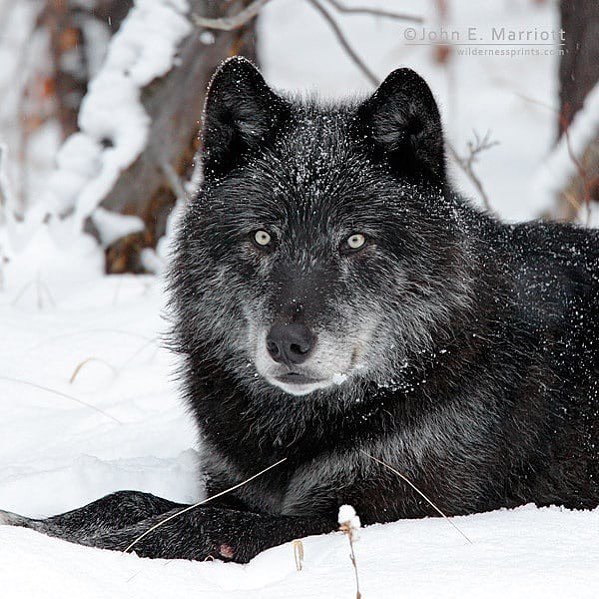 Wolf