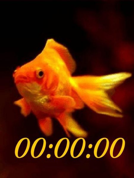 goldfish