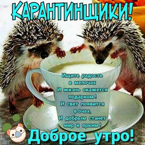 Карантинщики!