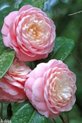 file_93149621
